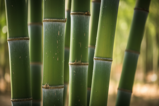 How Bamboo Grows and Why It’s a Sustainable, Soothing Choice for Children’s Sleep